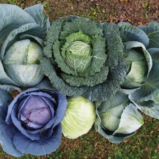 All Season Blend Cabbage Thumbnail